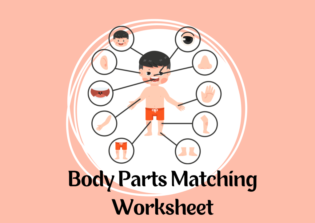 body parts matching worksheet for preschool